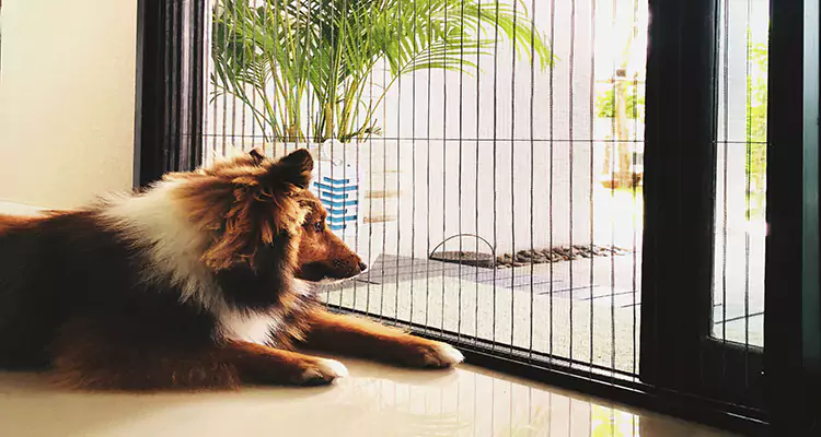 Sliding Screen Pet Door Repair in Bayonet Point, FL