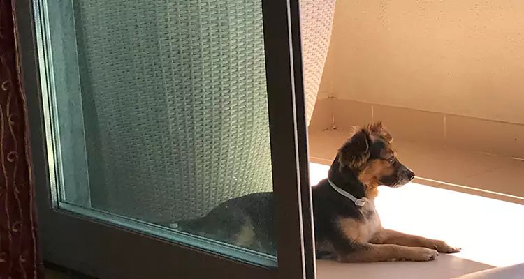 French Door Pet Screen Repair in Bayonet Point, FL